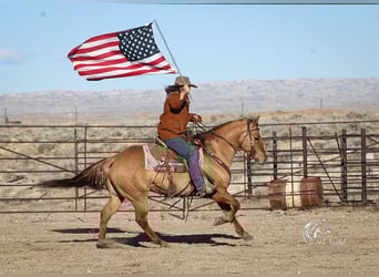 American Quarter Horse, Castrone, 5 Anni, 152 cm, Red dun