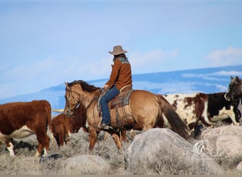 American Quarter Horse, Castrone, 5 Anni, 152 cm, Red dun
