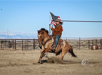 American Quarter Horse, Castrone, 5 Anni, 152 cm, Red dun
