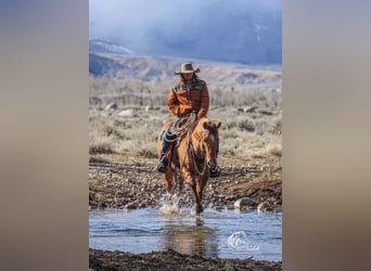 American Quarter Horse, Castrone, 5 Anni, 152 cm, Red dun