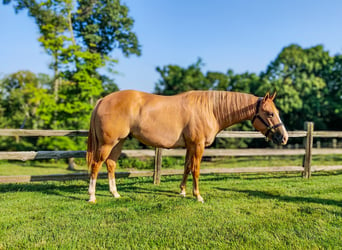 American Quarter Horse, Castrone, 5 Anni, 152 cm, Red dun