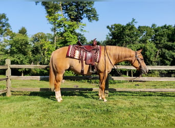 American Quarter Horse, Castrone, 5 Anni, 152 cm, Red dun