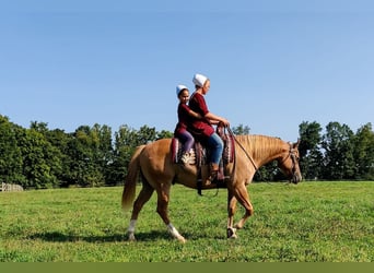 American Quarter Horse, Castrone, 5 Anni, 152 cm, Red dun