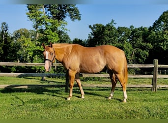 American Quarter Horse, Castrone, 5 Anni, 152 cm, Red dun