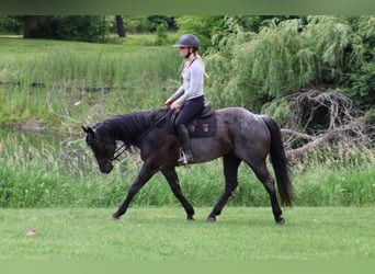 American Quarter Horse, Castrone, 5 Anni, 152 cm, Roano blu