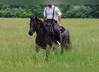 American Quarter Horse, Castrone, 5 Anni, 152 cm, Roano blu