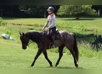 American Quarter Horse, Castrone, 5 Anni, 152 cm, Roano blu