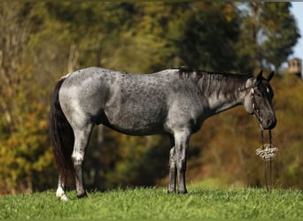 American Quarter Horse Mix, Castrone, 5 Anni, 152 cm, Roano blu