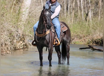 American Quarter Horse, Castrone, 5 Anni, 152 cm, Roano blu