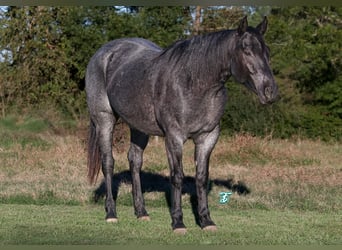 American Quarter Horse, Castrone, 5 Anni, 152 cm, Roano blu