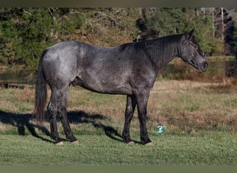 American Quarter Horse, Castrone, 5 Anni, 152 cm, Roano blu