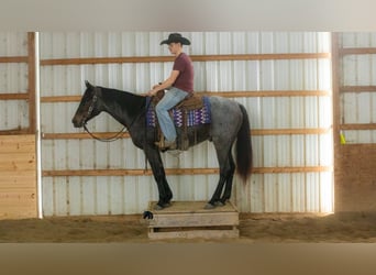 American Quarter Horse, Castrone, 5 Anni, 152 cm, Roano blu