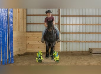 American Quarter Horse, Castrone, 5 Anni, 152 cm, Roano blu