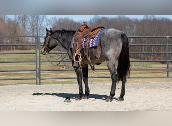 American Quarter Horse, Castrone, 5 Anni, 152 cm, Roano blu