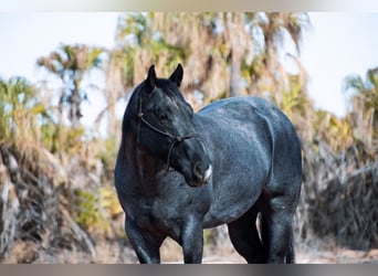 American Quarter Horse, Castrone, 5 Anni, 152 cm, Roano blu