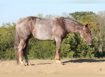 American Quarter Horse, Castrone, 5 Anni, 152 cm, Roano rosso