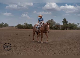 American Quarter Horse, Castrone, 5 Anni, 152 cm, Roano rosso