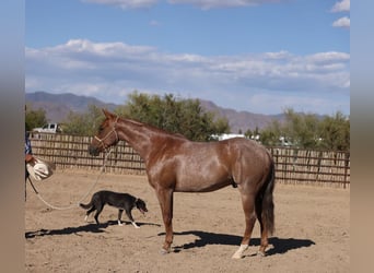 American Quarter Horse, Castrone, 5 Anni, 152 cm, Roano rosso