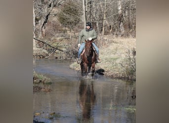 American Quarter Horse, Castrone, 5 Anni, 152 cm, Roano rosso