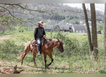 American Quarter Horse, Castrone, 5 Anni, 152 cm, Roano rosso