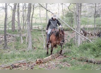 American Quarter Horse, Castrone, 5 Anni, 152 cm, Roano rosso