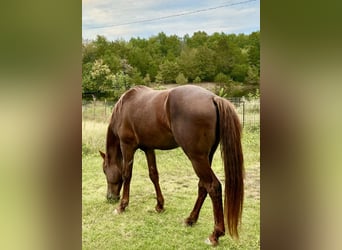 American Quarter Horse Mix, Castrone, 5 Anni, 152 cm, Sauro ciliegia