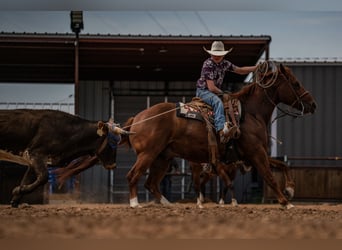 American Quarter Horse, Castrone, 5 Anni, 152 cm, Sauro ciliegia
