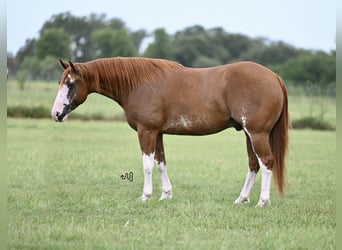 American Quarter Horse, Castrone, 5 Anni, 152 cm, Sauro ciliegia