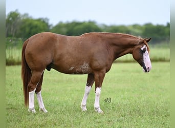 American Quarter Horse, Castrone, 5 Anni, 152 cm, Sauro ciliegia