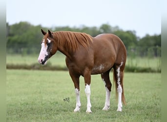 American Quarter Horse, Castrone, 5 Anni, 152 cm, Sauro ciliegia