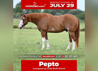 American Quarter Horse, Castrone, 5 Anni, 152 cm, Sauro ciliegia