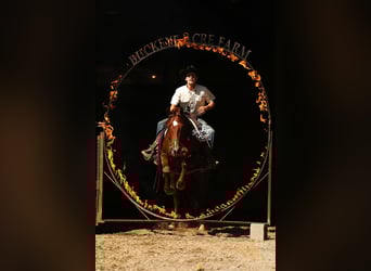 American Quarter Horse, Castrone, 5 Anni, 152 cm, Sauro ciliegia