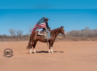 American Quarter Horse, Castrone, 5 Anni, 152 cm, Sauro ciliegia