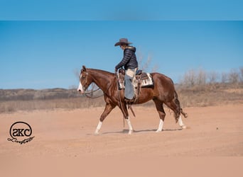 American Quarter Horse, Castrone, 5 Anni, 152 cm, Sauro ciliegia
