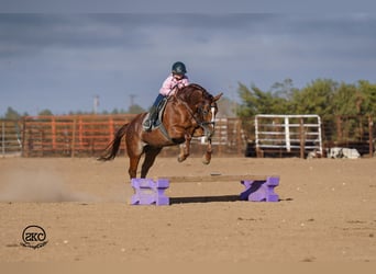 American Quarter Horse, Castrone, 5 Anni, 152 cm, Sauro ciliegia
