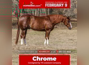 American Quarter Horse, Castrone, 5 Anni, 152 cm, Sauro ciliegia