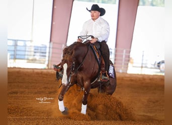 American Quarter Horse, Castrone, 5 Anni, 152 cm, Sauro ciliegia