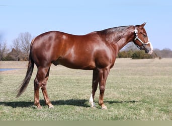 American Quarter Horse, Castrone, 5 Anni, 152 cm, Sauro ciliegia
