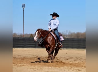 American Quarter Horse, Castrone, 5 Anni, 152 cm, Sauro ciliegia