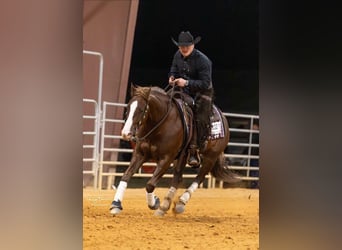 American Quarter Horse, Castrone, 5 Anni, 152 cm, Sauro ciliegia