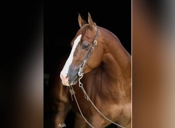 American Quarter Horse, Castrone, 5 Anni, 152 cm, Sauro ciliegia