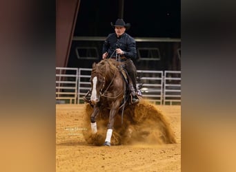 American Quarter Horse, Castrone, 5 Anni, 152 cm, Sauro ciliegia