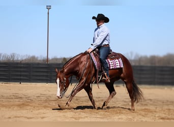 American Quarter Horse, Castrone, 5 Anni, 152 cm, Sauro ciliegia