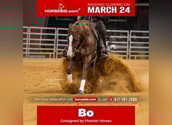 American Quarter Horse, Castrone, 5 Anni, 152 cm, Sauro ciliegia