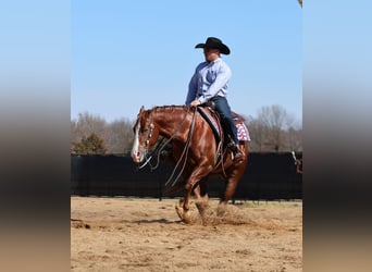 American Quarter Horse, Castrone, 5 Anni, 152 cm, Sauro ciliegia