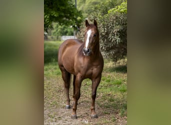 American Quarter Horse, Castrone, 5 Anni, 152 cm, Sauro
