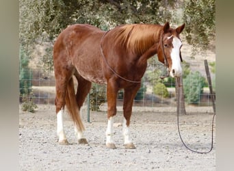 American Quarter Horse, Castrone, 5 Anni, 152 cm, Sauro scuro
