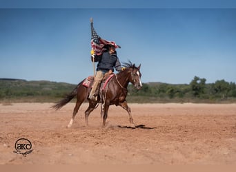 American Quarter Horse, Castrone, 5 Anni, 152 cm, Sauro scuro