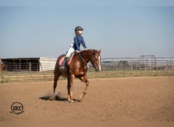 American Quarter Horse, Castrone, 5 Anni, 152 cm, Sauro scuro