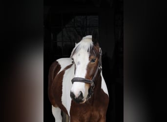 American Quarter Horse, Castrone, 5 Anni, 152 cm, Tobiano-tutti i colori